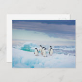 IJs en sneeuw | Adelie Penguins Antarctica Briefkaart (Voorkant / Achterkant)