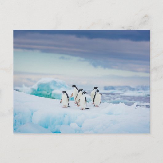 IJs en sneeuw | Adelie Penguins Antarctica Briefkaart (Voorkant)