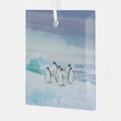 IJs en sneeuw | Adelie Penguins Antarctica Glas Ornament (Voorkant links)