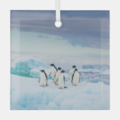 IJs en sneeuw | Adelie Penguins Antarctica Glas Ornament (Voorkant)