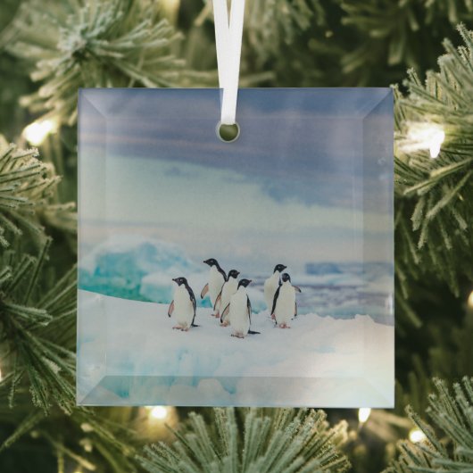 IJs en sneeuw | Adelie Penguins Antarctica Glas Ornament (Insitu)