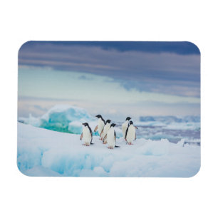 IJs en sneeuw   Adelie Penguins Antarctica Magneet