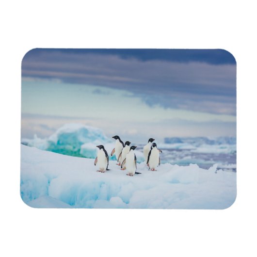 IJs en sneeuw | Adelie Penguins Antarctica Magneet (Horizontaal)