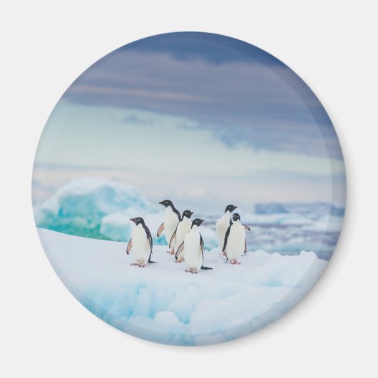 IJs en sneeuw | Adelie Penguins Antarctica Magneet (Voorkant)