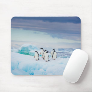 IJs en sneeuw   Adelie Penguins Antarctica Muismat