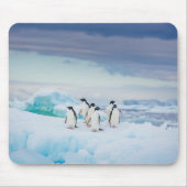 IJs en sneeuw | Adelie Penguins Antarctica Muismat (Voorkant)
