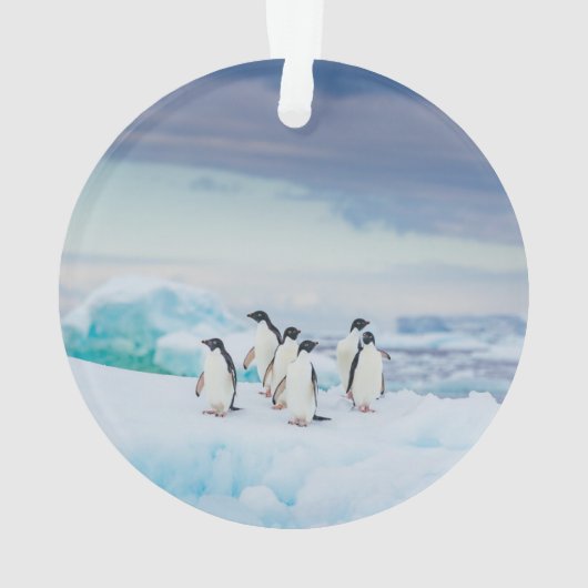 IJs en sneeuw | Adelie Penguins Antarctica Ornament (achterkant)