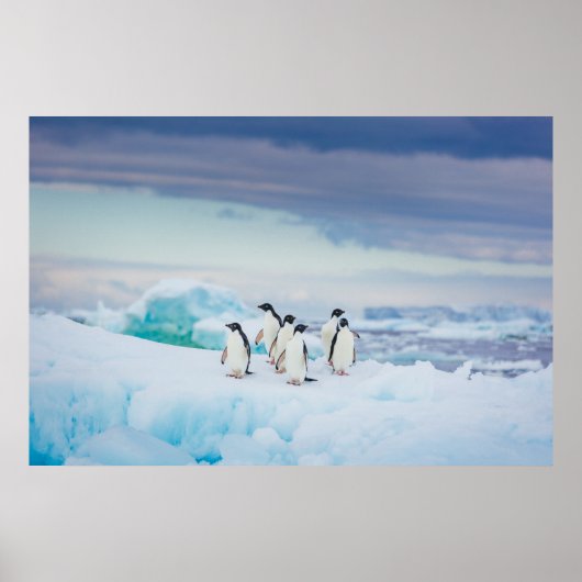 IJs en sneeuw | Adelie Penguins Antarctica Poster (Voorkant)