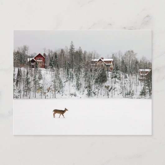 IJs en sneeuw | Deer in Snow Quebec, Canada Briefkaart (Voorkant)