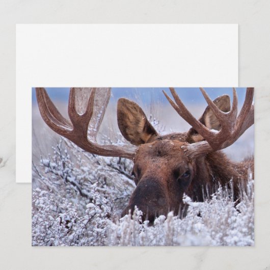 IJs en sneeuw | Nationaal park Grand Teton, Wyomin Bedankkaart (Voorkant / Achterkant)