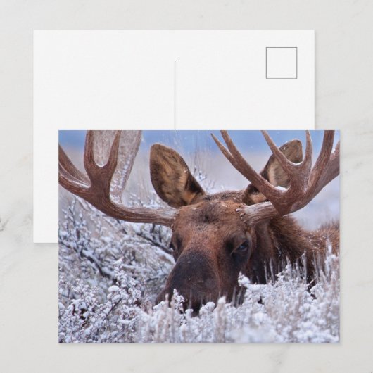 IJs en sneeuw | Nationaal park Grand Teton, Wyomin Briefkaart (Voorkant / Achterkant)