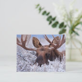 IJs en sneeuw | Nationaal park Grand Teton, Wyomin Briefkaart (Staand voorkant)