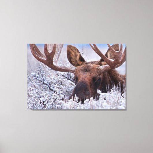 IJs en sneeuw | Nationaal park Grand Teton, Wyomin Canvas Afdruk (Voorkant)