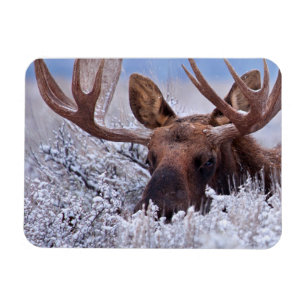 IJs en sneeuw Nationaal park Grand Teton, Wyomin Magneet