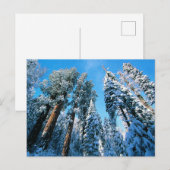 IJs en sneeuw | Nationaal park Sequoia, Californië Briefkaart (Voorkant / Achterkant)