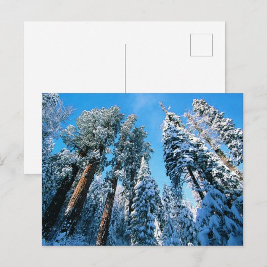 IJs en sneeuw | Nationaal park Sequoia, Californië Briefkaart (Voorkant / Achterkant)