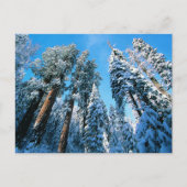 IJs en sneeuw | Nationaal park Sequoia, Californië Briefkaart (Voorkant)