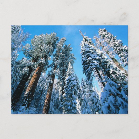 IJs en sneeuw | Nationaal park Sequoia, Californië Briefkaart (Voorkant)