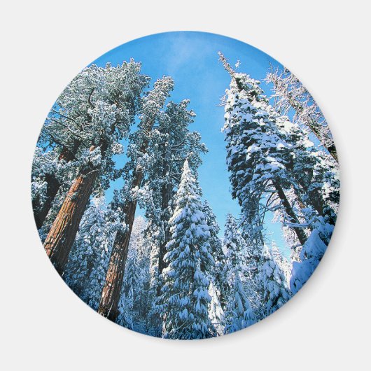 IJs en sneeuw | Nationaal park Sequoia, Californië Magneet (Voorkant)