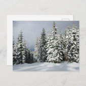 IJs en sneeuw | Pine Woodland, Oostenrijk Briefkaart (Voorkant / Achterkant)
