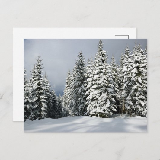 IJs en sneeuw | Pine Woodland, Oostenrijk Briefkaart (Voorkant / Achterkant)