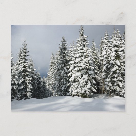 IJs en sneeuw | Pine Woodland, Oostenrijk Briefkaart (Voorkant)