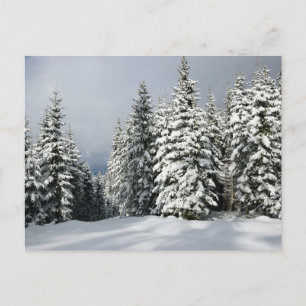 IJs en sneeuw   Pine Woodland, Oostenrijk Briefkaart