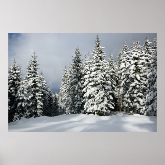IJs en sneeuw | Pine Woodland, Oostenrijk Poster (Voorkant)