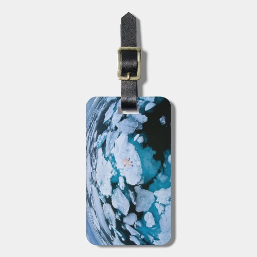 IJs en sneeuw | Polair Beer, Arctische Oceaan, Sva Bagagelabel (Voorkant verticaal)