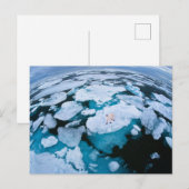 IJs en sneeuw | Polair Beer, Arctische Oceaan, Sva Briefkaart (Voorkant / Achterkant)