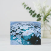 IJs en sneeuw | Polair Beer, Arctische Oceaan, Sva Briefkaart (Staand voorkant)