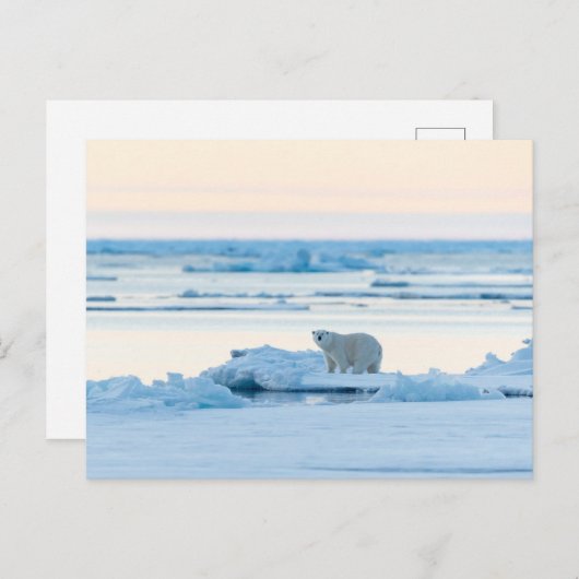 IJs en sneeuw | Polar Beer Iceberg Noorwegen Briefkaart (Voorkant / Achterkant)