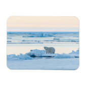 IJs en sneeuw | Polar Beer Iceberg Noorwegen Magneet (Horizontaal)