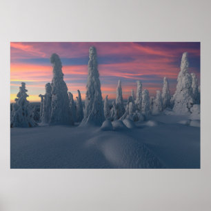 IJs en sneeuw   Sneeuwwerende bomen, Lapland, Finl Poster
