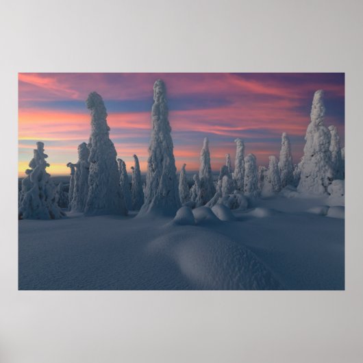 IJs en sneeuw | Sneeuwwerende bomen, Lapland, Finl Poster (Voorkant)