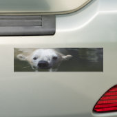 IJsbeer Bumpersticker (Op auto)