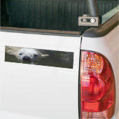 IJsbeer Bumpersticker (Op Truck)