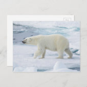 Ijsbeer die, Noorwegen lopen Briefkaart (Voorkant / Achterkant)
