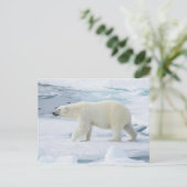 Ijsbeer die, Noorwegen lopen Briefkaart (Staand voorkant)