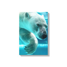 IJsbeer Duikt Heldere Blauwe Water (Portret) 