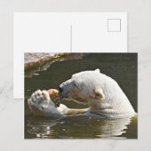 Ijsbeer eet fruit Groet Briefkaart (Voorkant / Achterkant)
