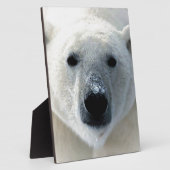 IJsbeer Fotoplaat (Zijkant)