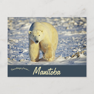 Ijsbeer in Churchill Manitoba Canada Briefkaart