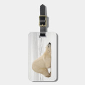 Ijsbeer krabt zich op bevroren toendra bagagelabel (Voorkant verticaal)