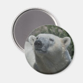 Ijsbeer Magneet (Voorkant / Achterkant)