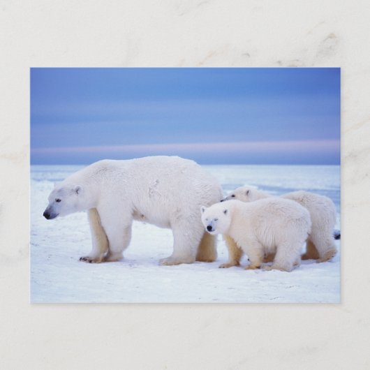 Ijsbeer met welpen briefkaart (Voorkant)