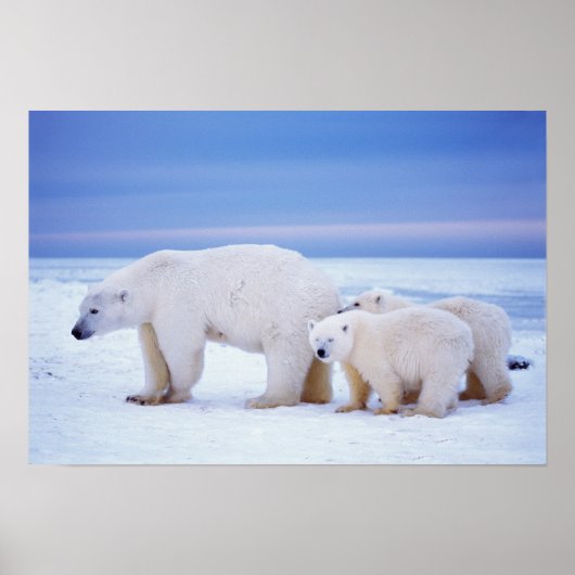 Ijsbeer met welpen poster (Voorkant)
