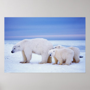 Ijsbeer met welpen poster
