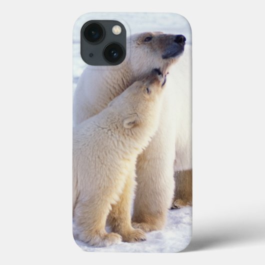 IJsbeer-moeder met welp, pakking Case-Mate iPhone Case (Achterkant)