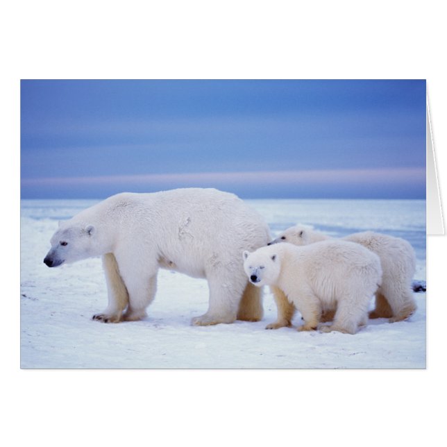 Ijsbeer-moeder met welpen (Voorkant Horizontaal)